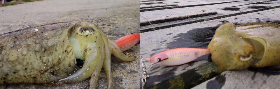 DTD TRLJA 1.5  KALAMAR ZOKASI