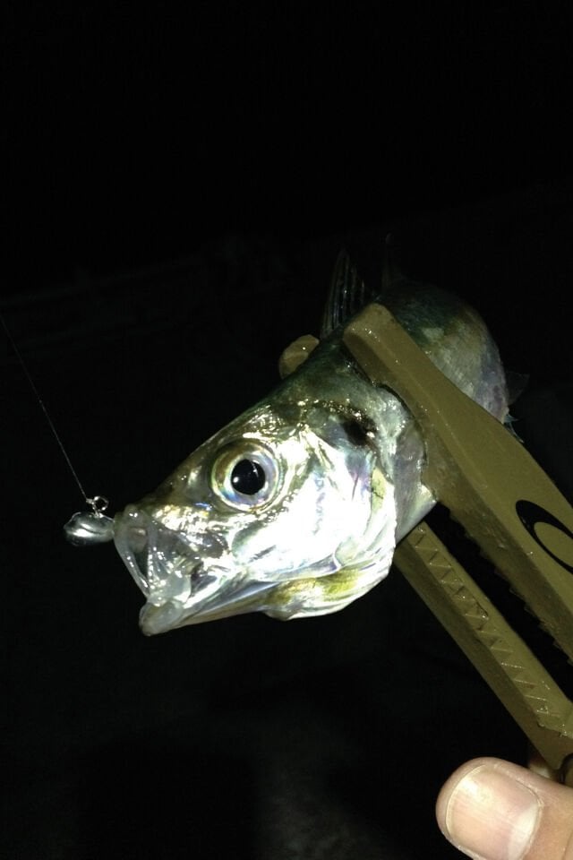 Decoy Aji Drive SV-55 Jighead - LRF İstavrit Avı İğnesi